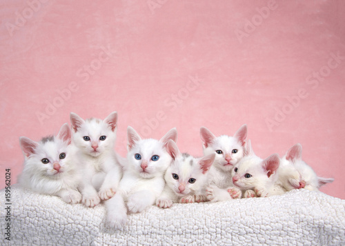 Fototapeta Seven fluffy white kittens laying on an off white sheepskin bed looking forward, pink background