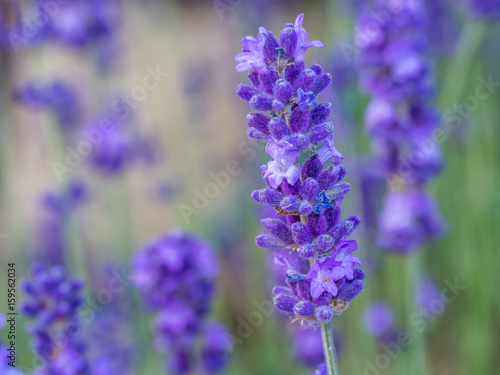 Lavendel Blüte