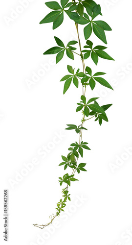 Wild morning glory leaves isolated on white background, clipping path included