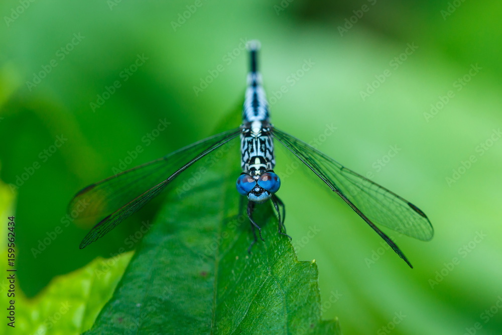 Dragonfly,insect,bug.