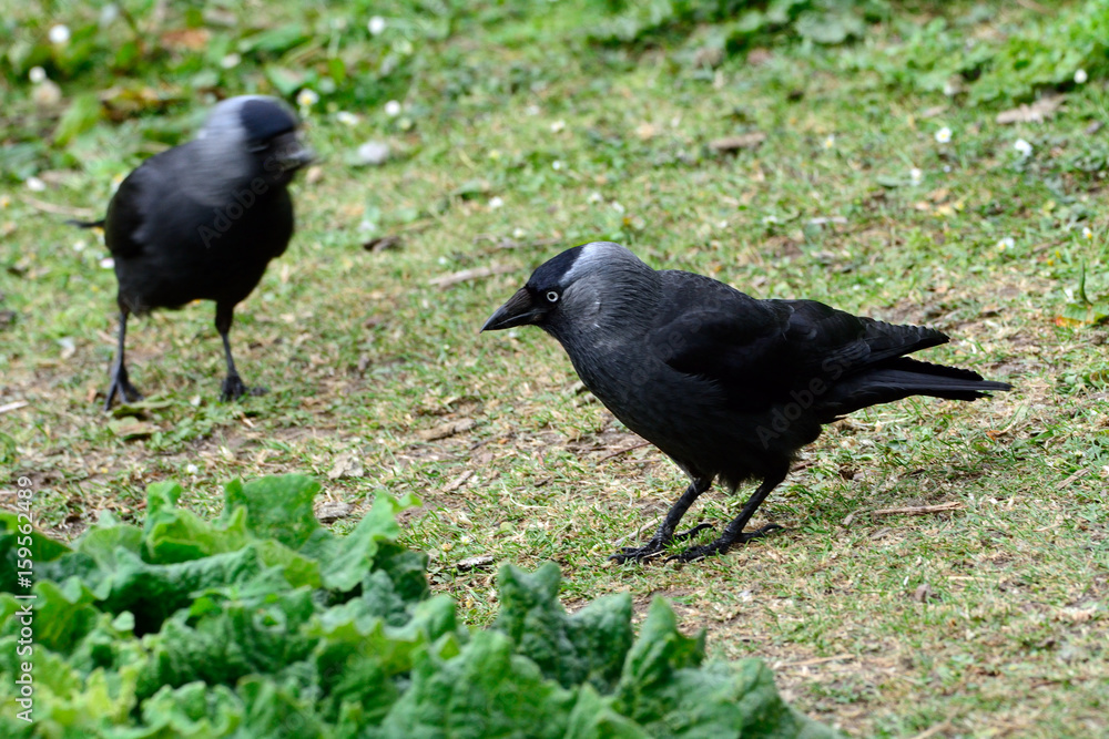 Obraz premium Western jackdaws at Duddingston Loch, Scotland