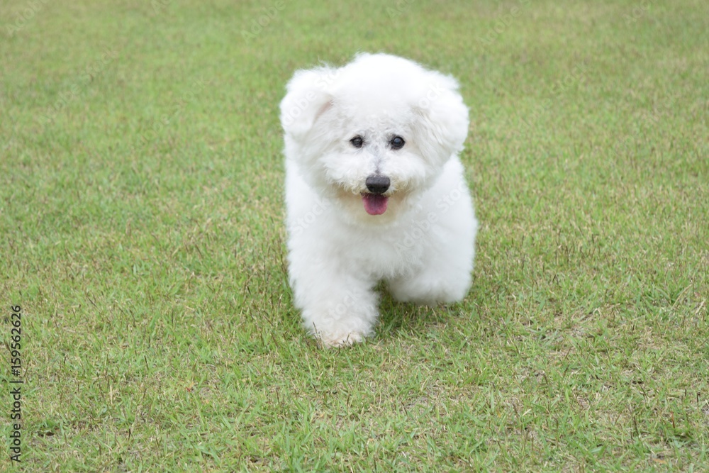 ビション・フリーゼ　老犬　右目白内障　芝生