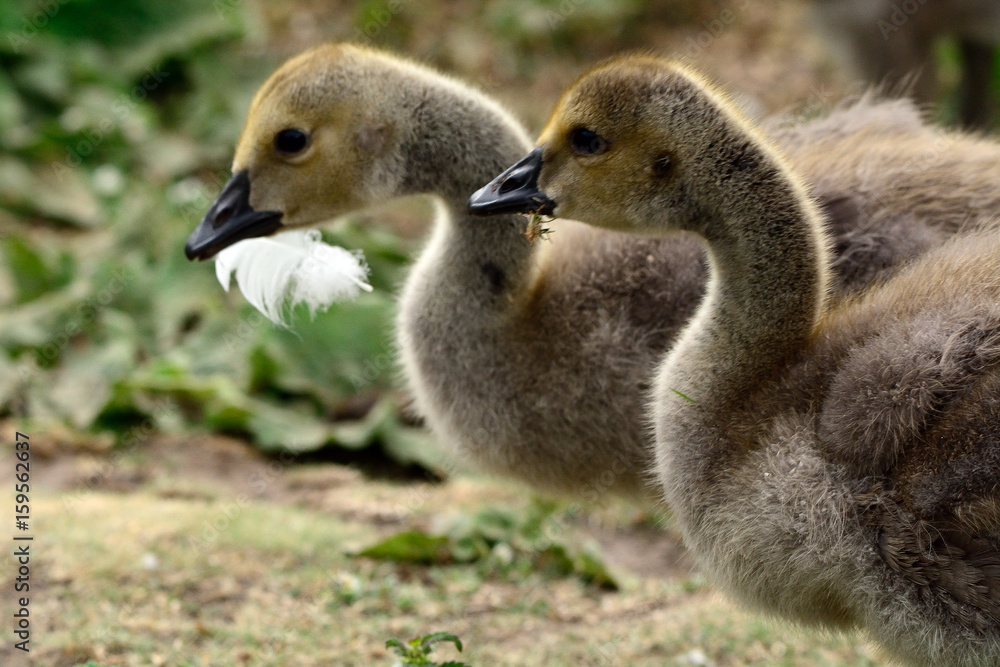 Canadian goose chicks at Duddingston Loch, Scotland Canadian goose chicks at Duddingston Loch, Scotland