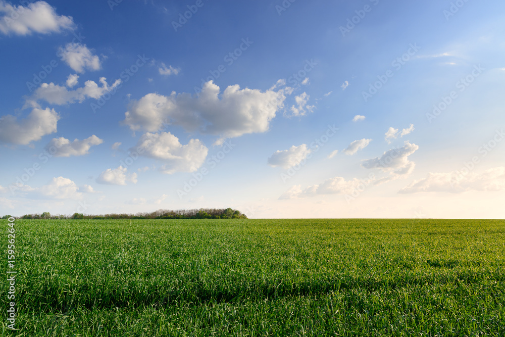 Beautiful wheat field Beautiful wheat field