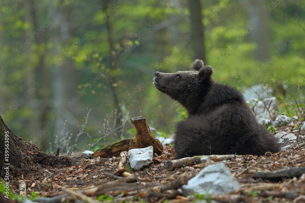 Fototapeta premium Slovenian bear