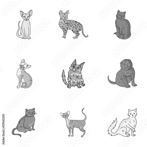 Collection of cats in one picture. Different cats in one picture. Cat breeds icon in set collection on monochrome style vector symbol stock illustration.