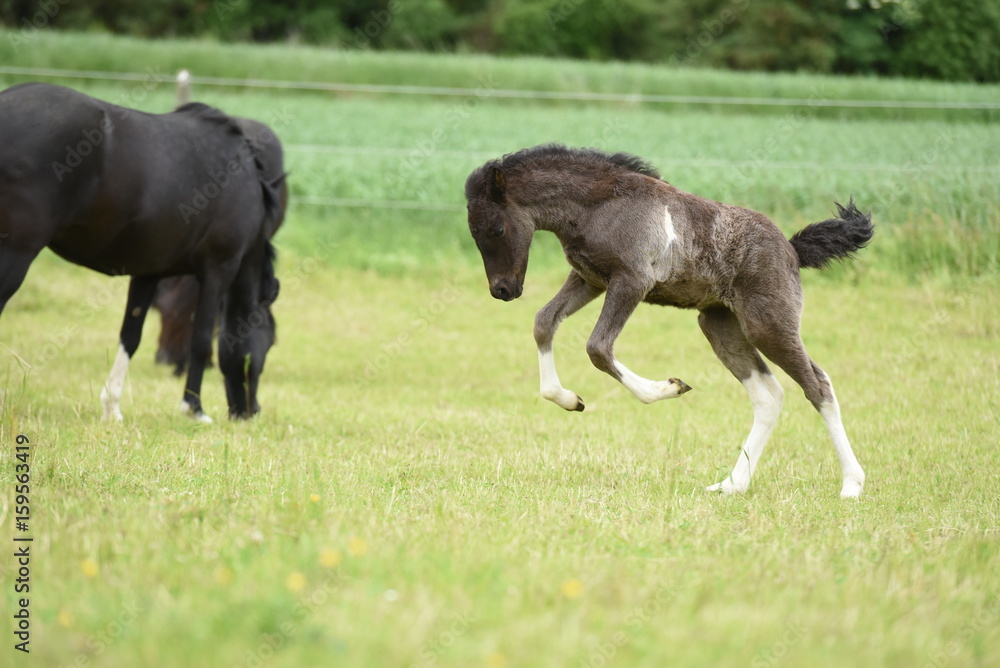 Fototapeta premium Islandpony auf einer Weide