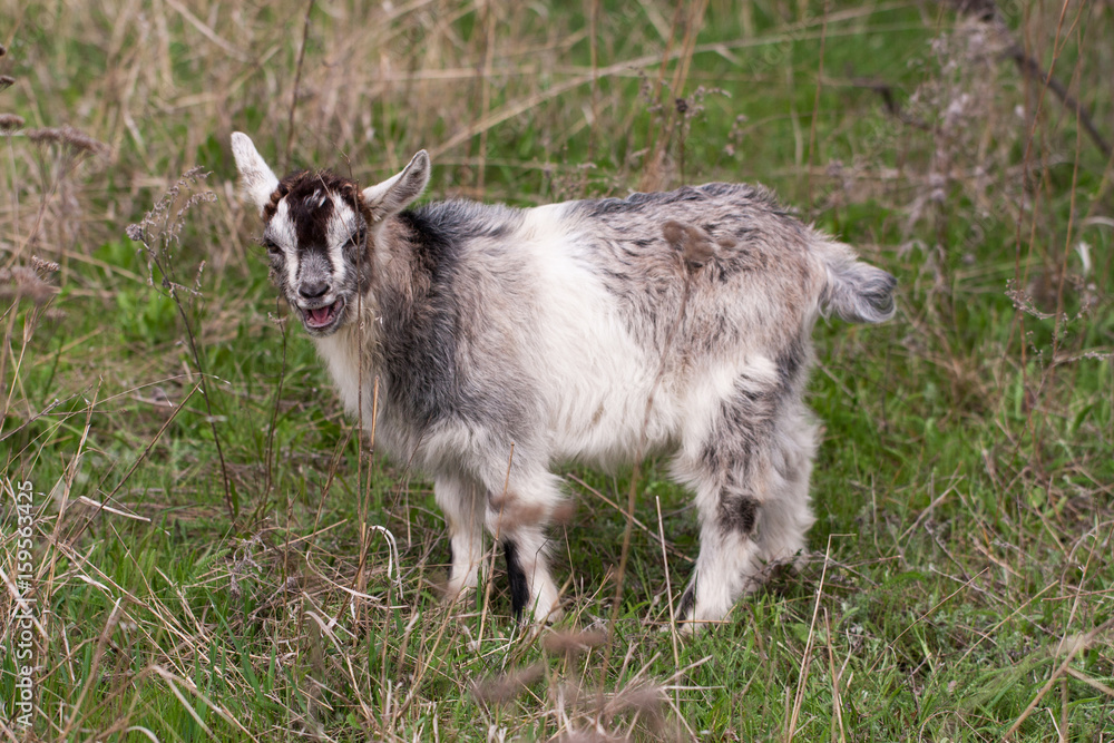 One little kid goat is grazing on the grass One little kid goat is grazing on the grass