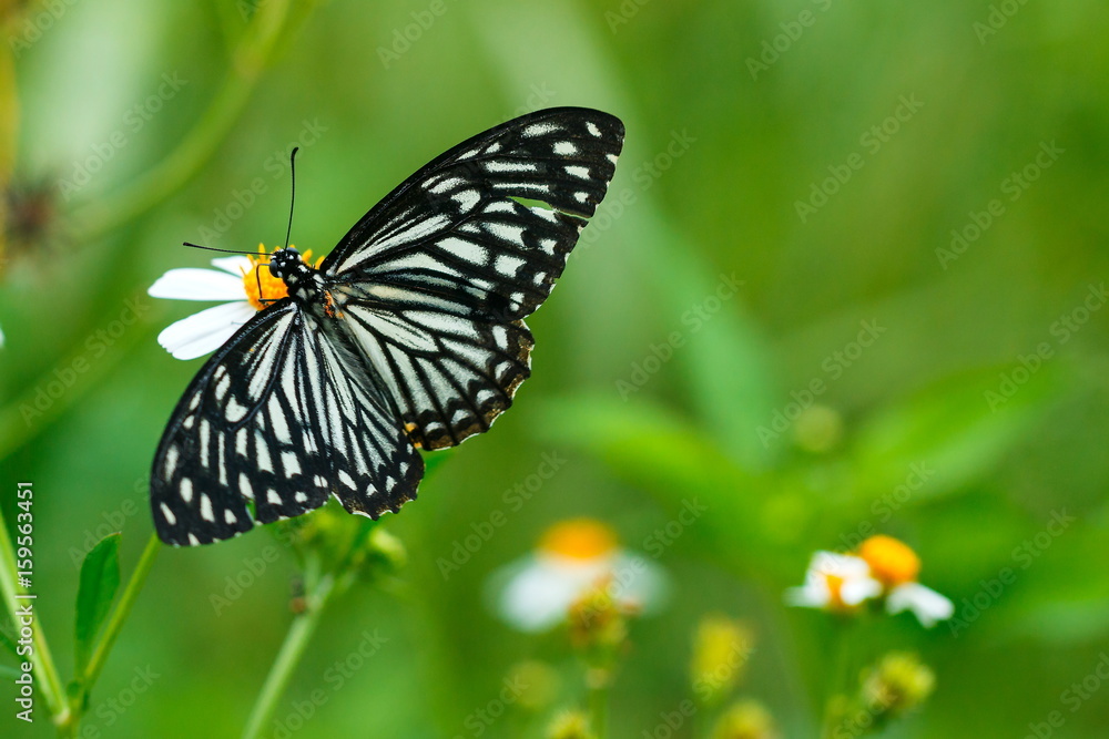 butterflies ,bug, butterfly, insect. butterflies ,bug, butterfly, insect.