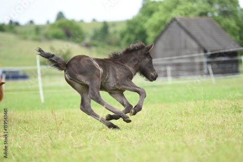 Islandpony auf einer Weide