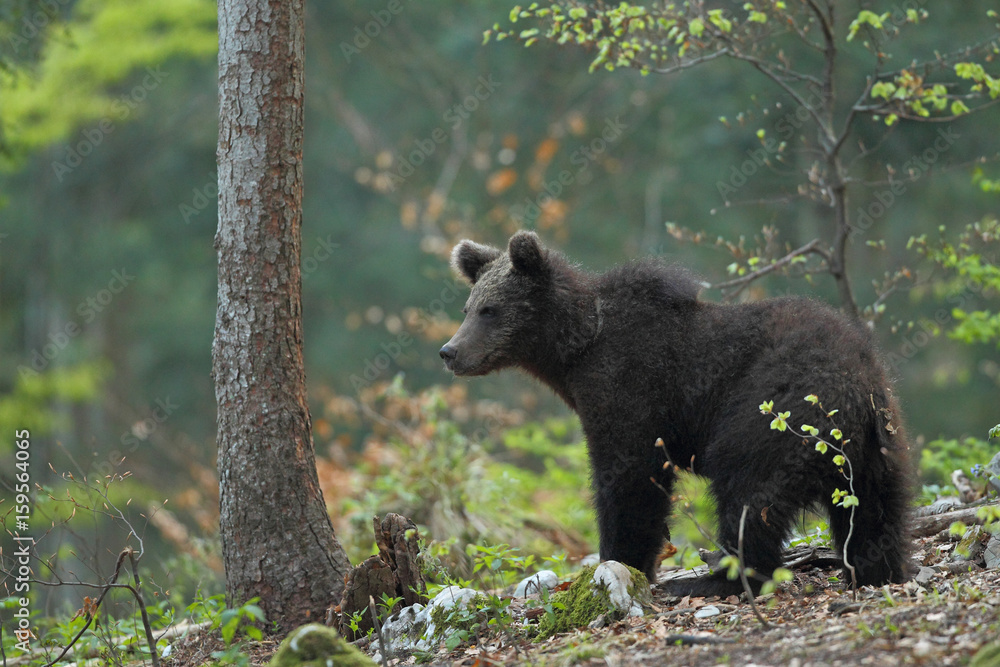Obraz premium Slovenian bear