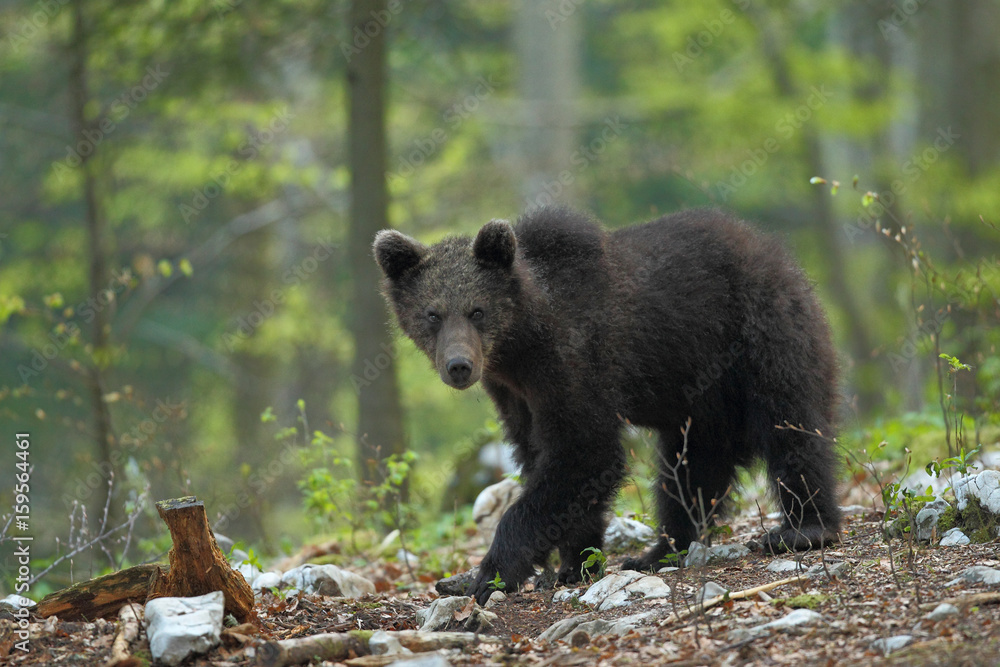 Slovenian bear