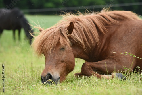 Fototapeta Naklejka Na Ścianę i Meble -  Islandpony auf einer Weide