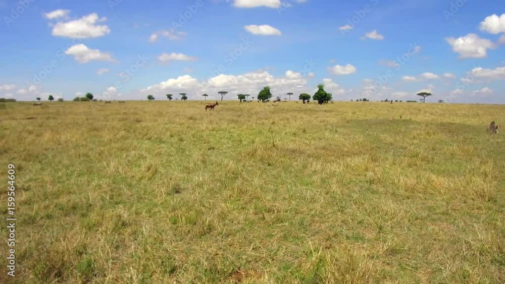 herbivore animals grazing in savanna at africa herbivore animals grazing in savanna at africa