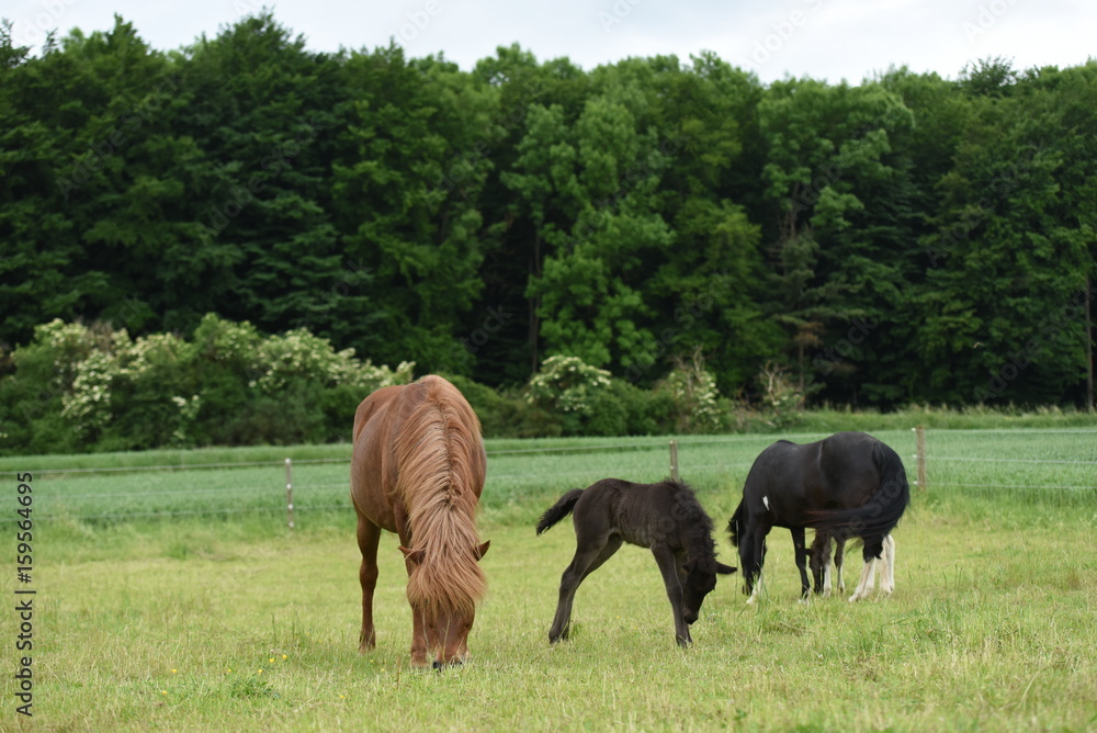 Islandpony auf einer Weide Islandpony auf einer Weide