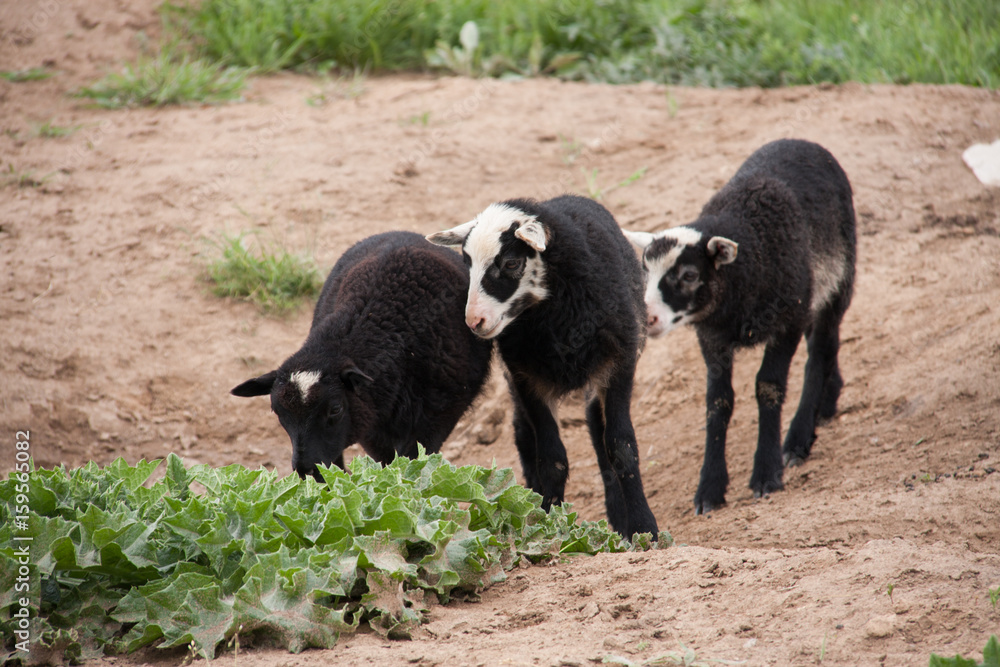 Three young black lamb playing on pasture Three young black lamb playing on pasture