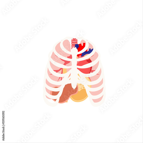 Human organs vector