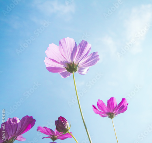  cosmos flowers and blue sky background.