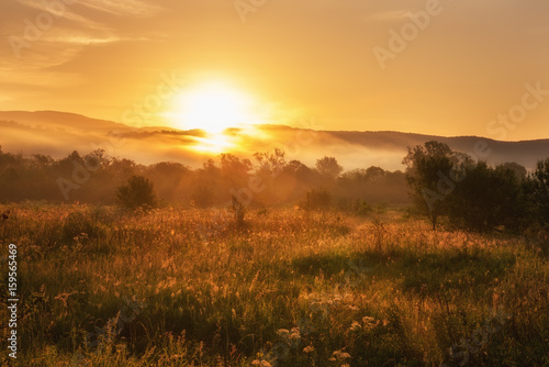 Foggy summer landscape, sun is rising over the golden sunny dewy meadow with trees and motley grass, Carpathians