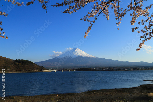 Mount Fuji and Sakura
