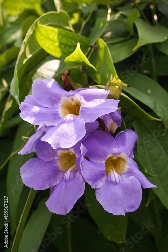 Thunbergia laurifolia flower in nature garden