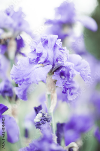 Beautiful lilac iris flower 