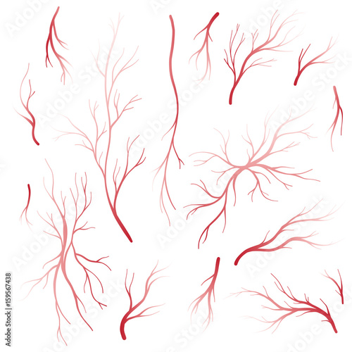 Human blood veins and arteries vector set