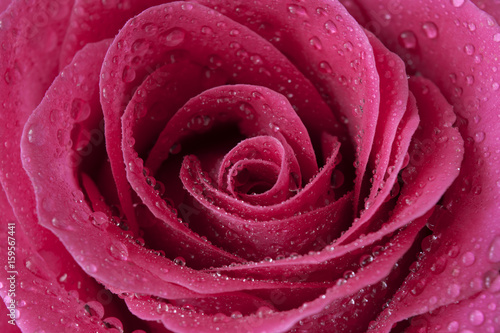 Pink rose flower with water drops in macro background. Texture for floral designer.