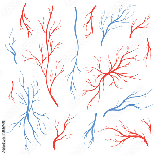 Human blood veins and arteries vector set