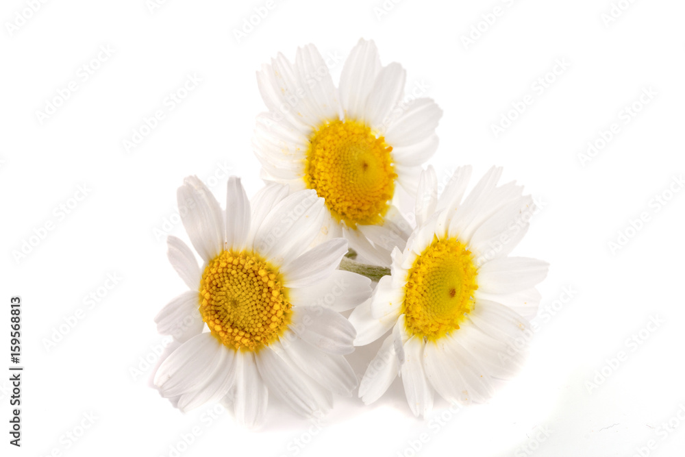 Fototapeta premium Three chamomile or daisies isolated on white background