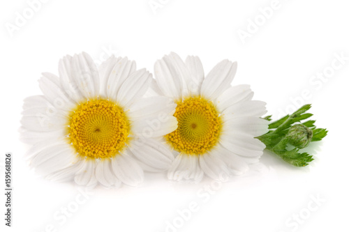 two chamomile or daisies with leaves isolated on white background