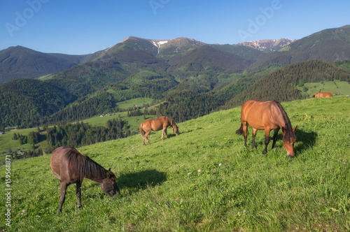 Horses on the mountain field. Beautiful natural landscape with animals