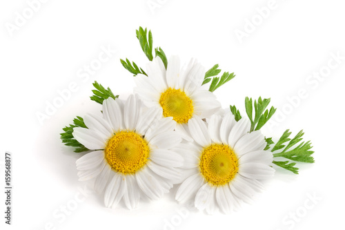 Three chamomile or daisies with leaves isolated on white background photo