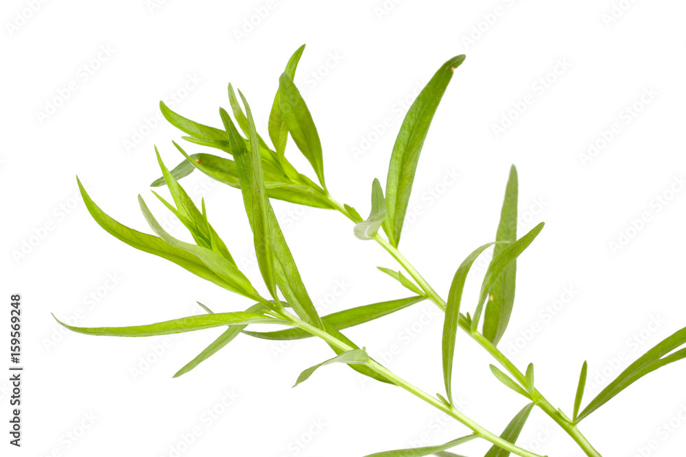 Fototapeta premium Sprig of tarragon isolated on a white background. Artemisia dracunculus
