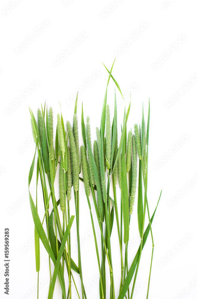 Green grass timothy-grass on a white background Green grass timothy-grass on a white background