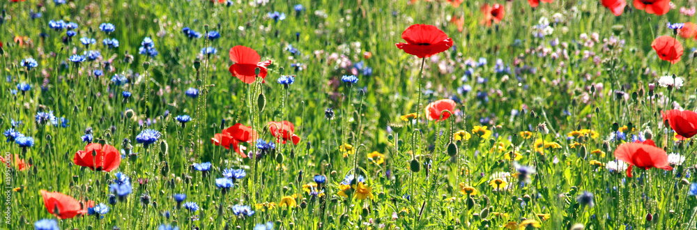 Fototapeta premium banner meadow with wildflowers