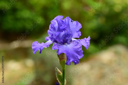 Fototapeta Naklejka Na Ścianę i Meble -  Beautiful Irises blossoming in a garden, Garden of Iris in Florence, Italy.
