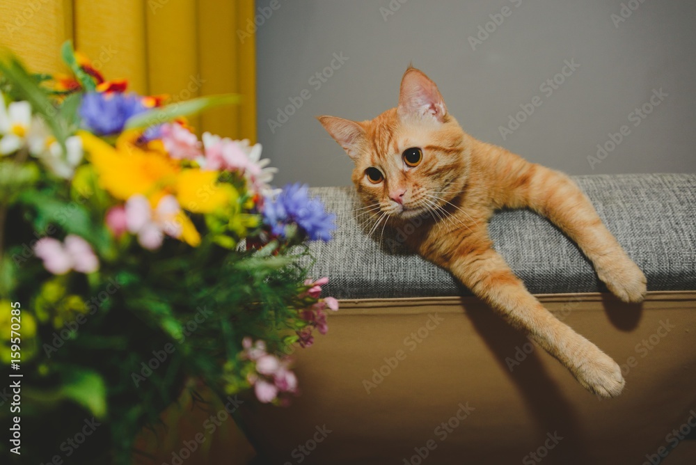 кот смотрит на цветы Stock Photo | Adobe Stock