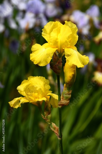 Fototapeta Naklejka Na Ścianę i Meble -  Beautiful Irises blossoming in a garden, Garden of Iris in Florence, Italy.