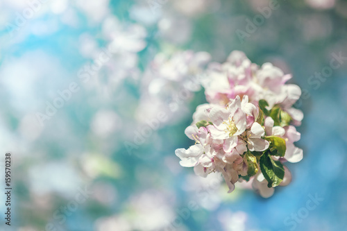Bright white blossoming apple tree flowers close-up, visible stamens, petals and leaves. On the background of green foliage and blue sky.