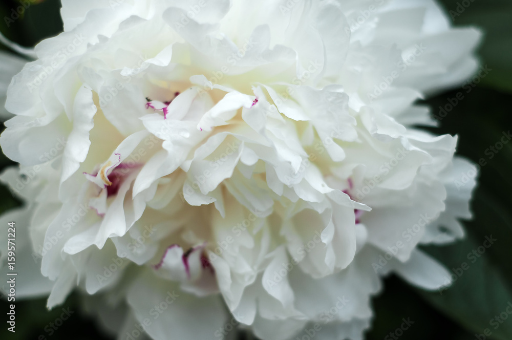 Fototapeta premium Blooming white peonies in garden.