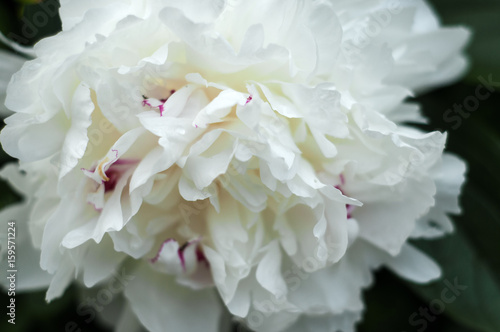 Blooming white peonies in garden. © Viktoria