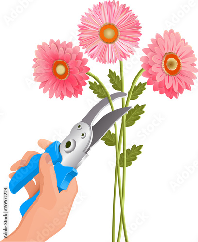 Pruner  in the hand. Cut flowers