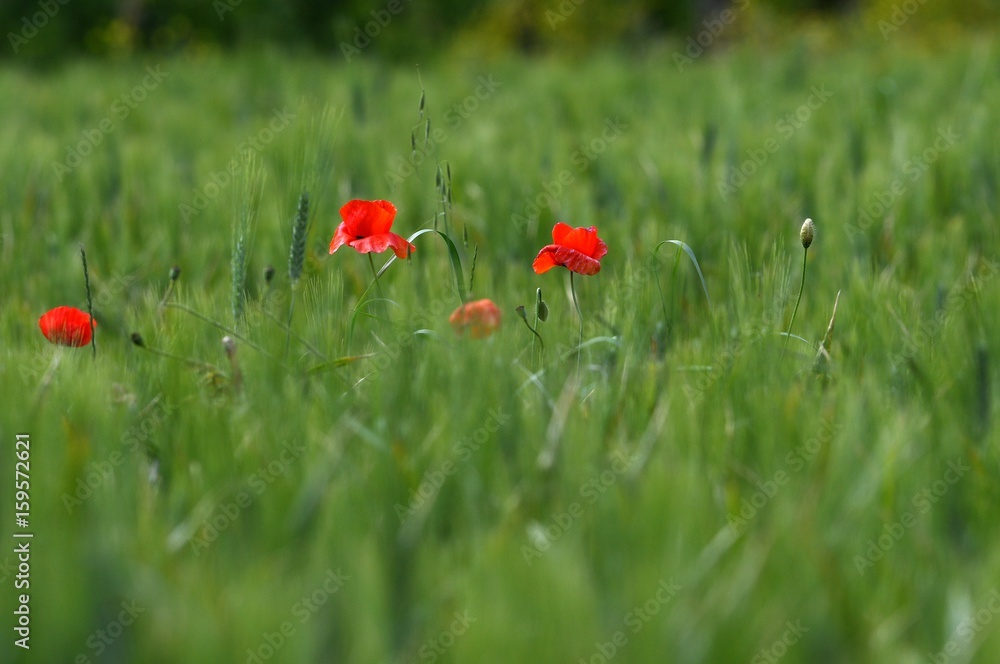 Red Poppies in a green wheat field