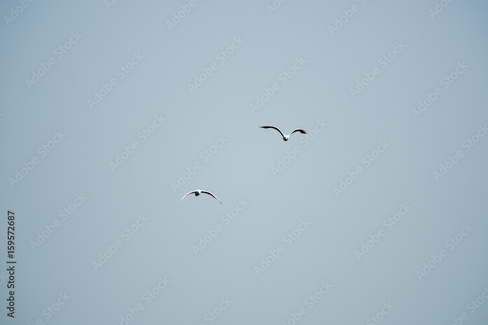 Landscape with waterline, birds, reeds and vegetation in Danube Delta, Romania