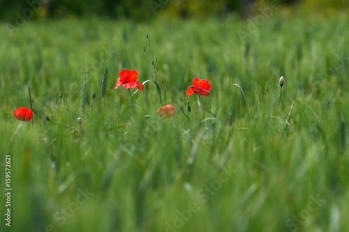 Red Poppies in a green wheat field © Dan74