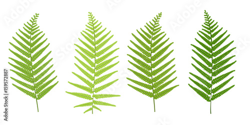 Realistic tropical green fern leaves set isolated on white background.