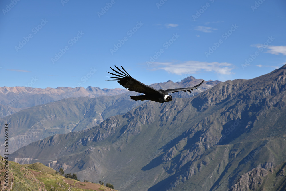Condor plannant au dessus du canyon de Colca au Pérou Condor plannant au dessus du canyon de Colca au Pérou