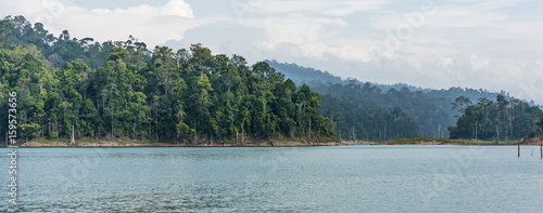Panorama view of morning fog and dead trees in dense tropical rainforest, Perak, Malaysia