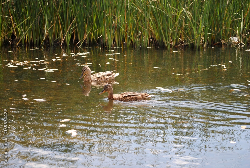 mother duck ( mallard duck, anas platyrhynchos ) with ducklings swimming on lake surface mother duck ( mallard duck, anas platyrhynchos ) with ducklings swimming on lake surface